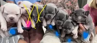 Ghost, a  French Bulldog for sale in Carthage, MO – 3 of 3