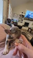 Lilac n tan , a  French Bulldog for sale in Carthage, MO – 2 of 5