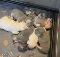 Ghost, a  French Bulldog for sale in Carthage, MO – 2 of 3