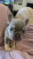 Lilac n tan , a  French Bulldog for sale in Carthage, MO – 3 of 5