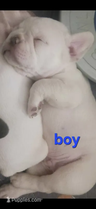 Ghost – French Bulldog puppy for sale in Carthage, MO