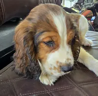 Dunkin, a male English Springer Spaniel for sale in Santee, SC – 4 of 6