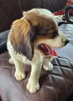 Frap, a male English Springer Spaniel for sale in Santee, SC – 2 of 8