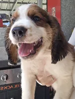 Frap, a male English Springer Spaniel for sale in Santee, SC – 7 of 8