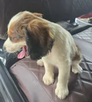 Frap, a male English Springer Spaniel for sale in Santee, SC – 4 of 8