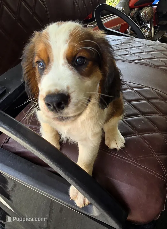 Frap – English Springer Spaniel puppy for sale in Santee, SC