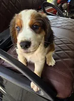 Frap, a male English Springer Spaniel for sale in Santee, SC – 1 of 8