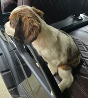 Frap, a male English Springer Spaniel for sale in Santee, SC – 6 of 8