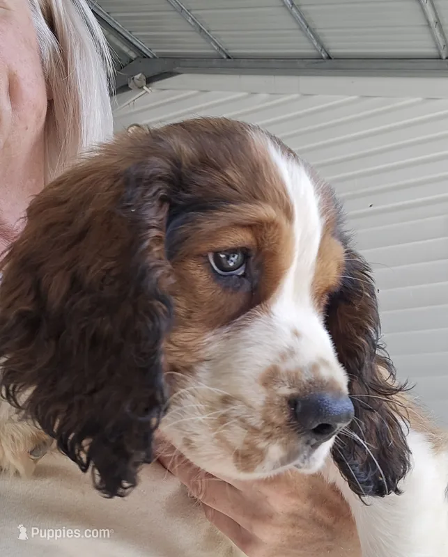Dunkin – English Springer Spaniel puppy for sale in Santee, SC