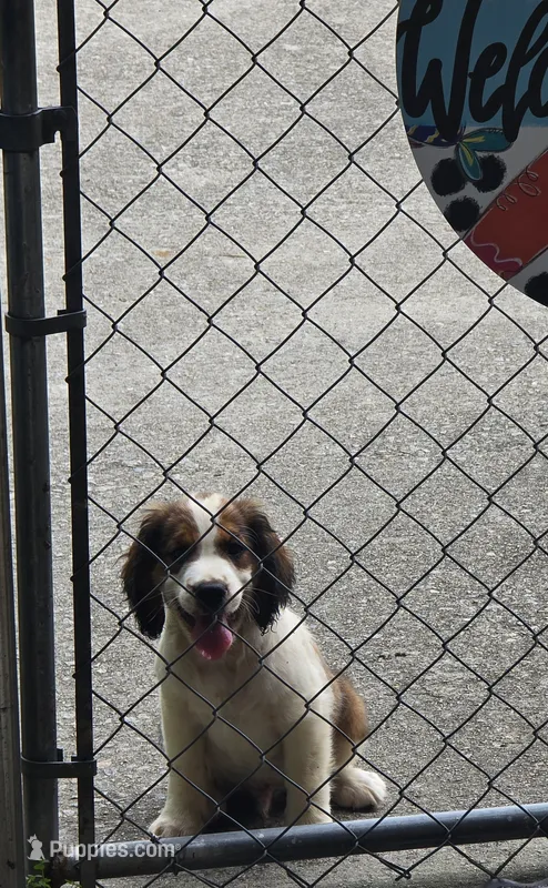 Frap – English Springer Spaniel puppy for sale in Santee, SC