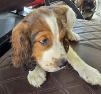 Dunkin, a male English Springer Spaniel for sale in Santee, SC – 2 of 6