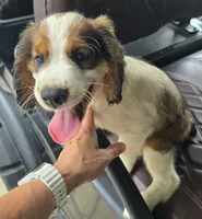 Frap, a male English Springer Spaniel for sale in Santee, SC – 3 of 8