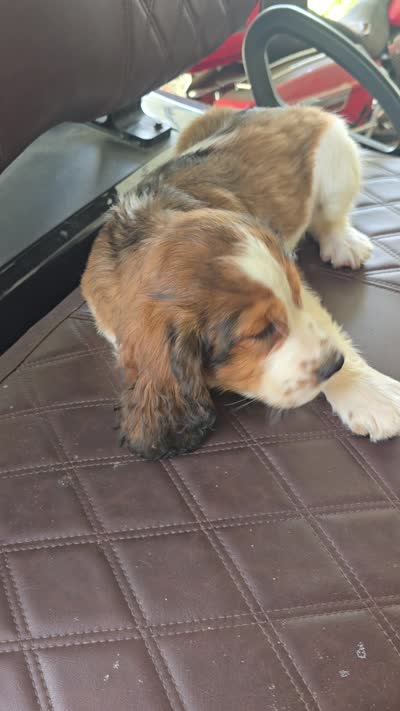 Dunkin, a male English Springer Spaniel for sale in Santee, SC – 6 of 6