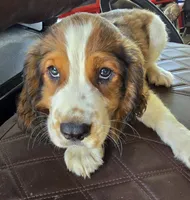 Dunkin, a male English Springer Spaniel for sale in Santee, SC – 5 of 6