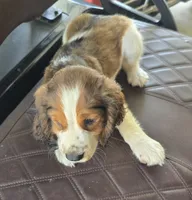 Dunkin, a male English Springer Spaniel for sale in Santee, SC – 3 of 6