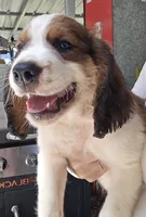 Frap, a male English Springer Spaniel for sale in Santee, SC – 5 of 8