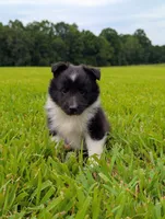 Tito, a male Shetland Sheepdog for sale in Dickson, TN – 1 of 10