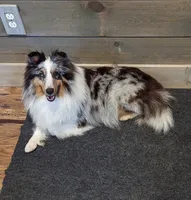 Tucker , a male Shetland Sheepdog for sale in Dickson, TN – 9 of 10