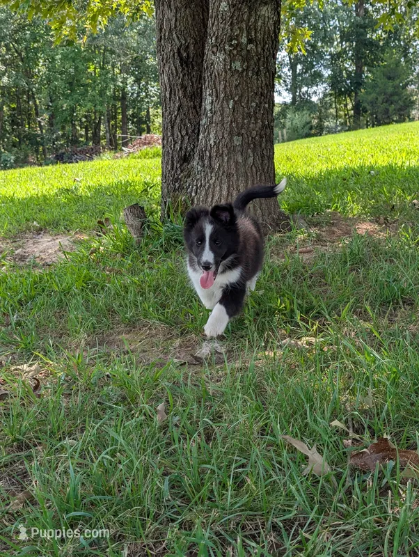 Teddy – Shetland Sheepdog puppy for sale in Dickson, TN