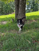 Teddy, a male Shetland Sheepdog for sale in Dickson, TN – 1 of 9
