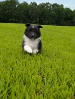 Tito, a male Shetland Sheepdog for sale in Dickson, TN – 3 of 10
