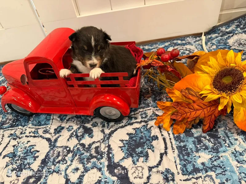 Rosie, a female Shetland Sheepdog for sale in Dickson, TN – 1 of 5