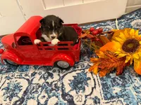 Rosie, a female Shetland Sheepdog for sale in Dickson, TN – 1 of 5