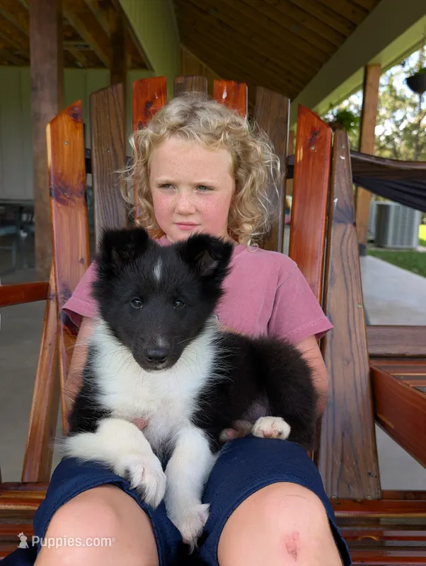 Tito – Shetland Sheepdog puppy for sale in Dickson, TN