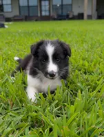 Teddy, a male Shetland Sheepdog for sale in Dickson, TN – 4 of 10
