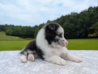 Tucker , a male Shetland Sheepdog for sale in Dickson, TN – 3 of 10