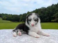 Tucker , a male Shetland Sheepdog for sale in Dickson, TN – 2 of 10