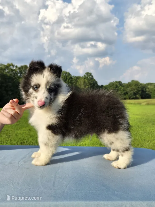 Tucker  – Shetland Sheepdog puppy for sale in Dickson, TN