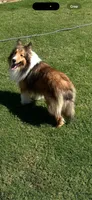 Teddy, a male Shetland Sheepdog for sale in Dickson, TN – 2 of 5