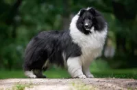Tucker , a male Shetland Sheepdog for sale in Dickson, TN – 5 of 10