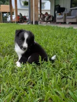 Teddy, a male Shetland Sheepdog for sale in Dickson, TN – 6 of 10