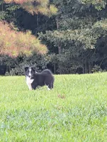 Teddy, a male Shetland Sheepdog for sale in Dickson, TN – 4 of 9