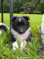 Tito, a male Shetland Sheepdog for sale in Dickson, TN – 4 of 10