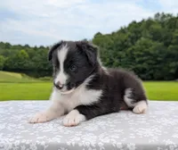 Teddy, a male Shetland Sheepdog for sale in Dickson, TN – 3 of 10