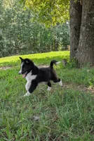 Teddy, a male Shetland Sheepdog for sale in Dickson, TN – 3 of 9