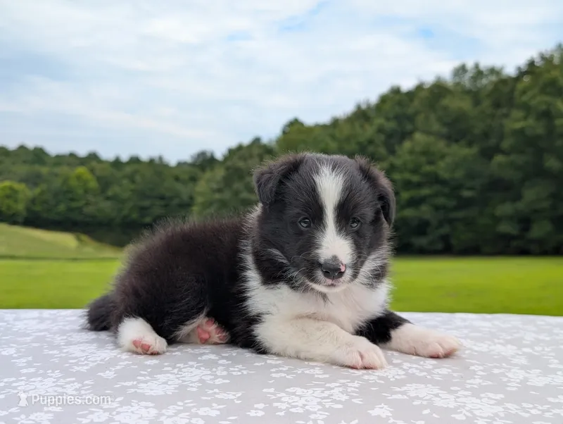Teddy – Shetland Sheepdog puppy for sale in Dickson, TN