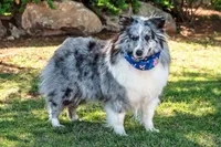 Rosie, a female Shetland Sheepdog for sale in Dickson, TN – 2 of 5