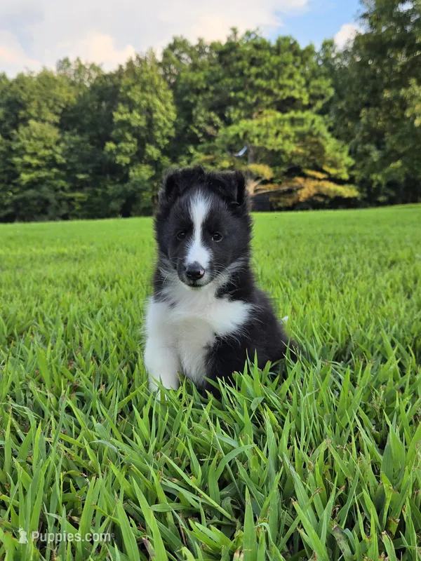 Teddy – Shetland Sheepdog puppy for sale in Dickson, TN