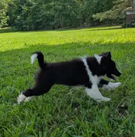 Teddy, a male Shetland Sheepdog for sale in Dickson, TN – 5 of 9