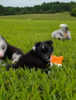 Tito, a male Shetland Sheepdog for sale in Dickson, TN – 2 of 10