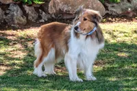 Teddy, a male Shetland Sheepdog for sale in Dickson, TN – 3 of 5