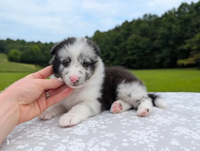 Tucker  – Shetland Sheepdog puppy for sale in Dickson, TN