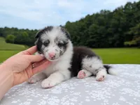 Tucker , a male Shetland Sheepdog for sale in Dickson, TN – 1 of 10