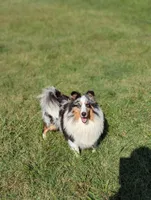 Tucker , a male Shetland Sheepdog for sale in Dickson, TN – 8 of 10