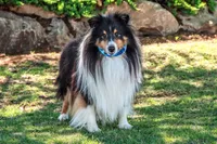Rosie, a female Shetland Sheepdog for sale in Dickson, TN – 3 of 5