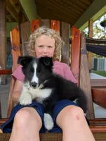 Teddy, a male Shetland Sheepdog for sale in Dickson, TN – 2 of 9